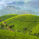 Things to do in Munnar